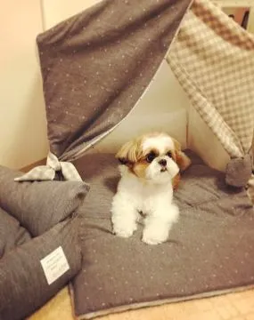 Niesamowite szczenięta Shih Tzu szukają kochającego i troskliwego domu.