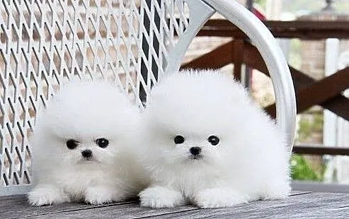 Pomeranian Sliczne malenkie szczenieta Miniaturka!!, Podlaskie, Białystok