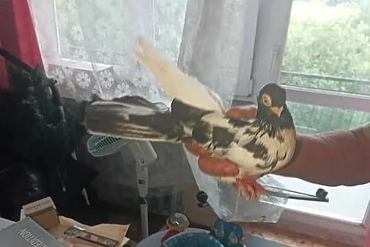 Gołębie zamojskie, Lubelskie, Płoskie