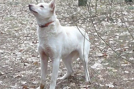 Suri - przyjazna sunia w typie husky szuka kochają