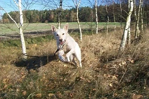 Suri - przyjazna sunia w typie husky szuka kochają