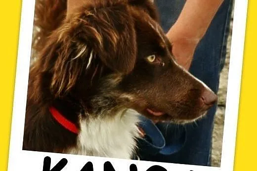 Delikatna,spokojna czekoladowa,średnia suczka KANG