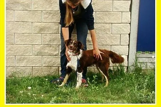 Delikatna,spokojna czekoladowa,średnia suczka KANG