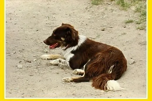 Delikatna,spokojna czekoladowa,średnia suczka KANG