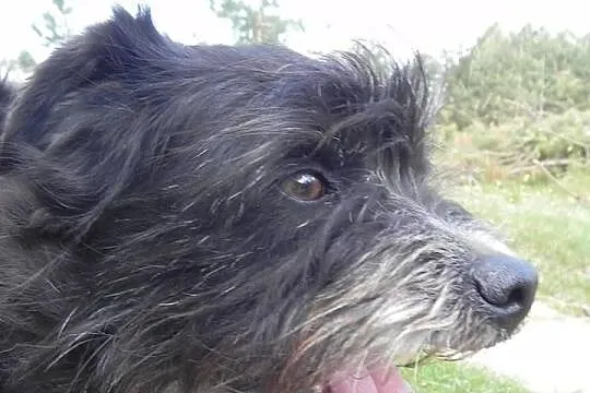 Toto