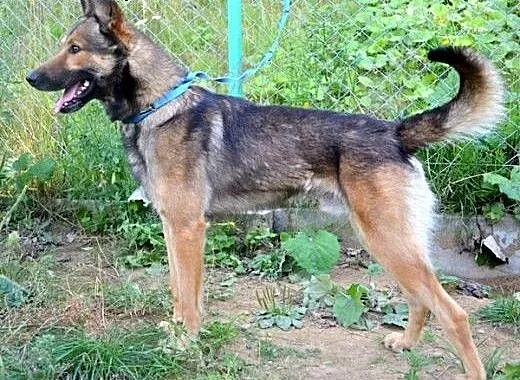 Szejkin - owczarek z charakterem :), warmińsko-ma