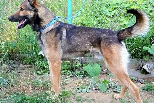 Szejkin - owczarek z charakterem :),  warmińsko-ma