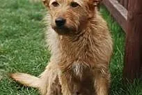 Gracja do adopcji .,  łódzkie Skierniewice