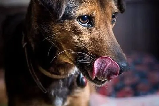 WALIK - z nim każdy dzień pełen miłości w Twoim domu zagości :)