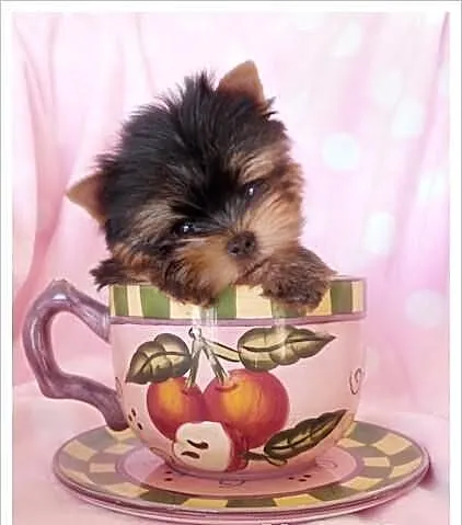 York Yorki +++ NAJMNIEJSZE +++ mini mini !