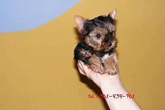 York Yorki +++ NAJMNIEJSZE +++ mini mini !