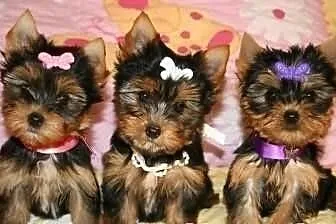 York Yorki +++ NAJMNIEJSZE +++ mini mini !