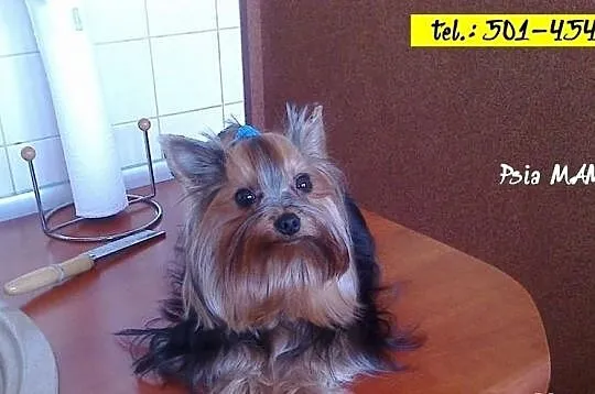 York Yorki +++ NAJMNIEJSZE +++ mini mini !
