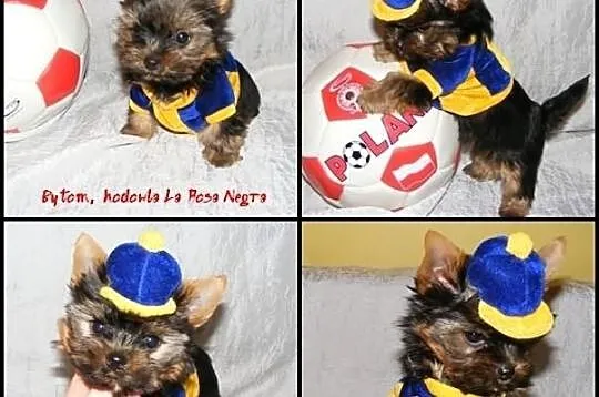 York Yorki +++ NAJMNIEJSZE +++ mini mini !