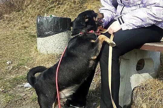 Mały, posłuszny kundelek Majki szuka domu