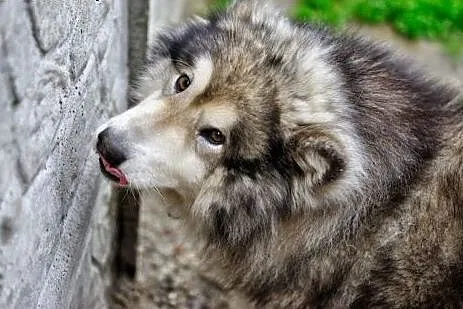 Kropek piękny, długowłosy alaskan malamute ADOPCJA
