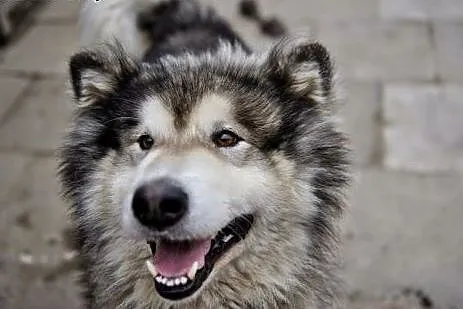 Kropek piękny, długowłosy alaskan malamute ADOPCJA