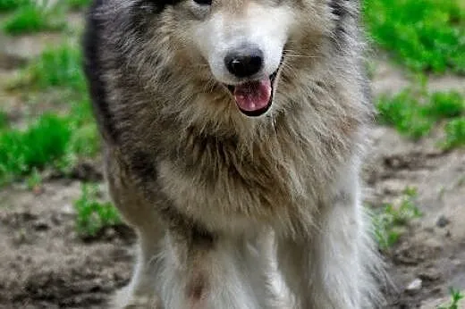 Kropek piękny, długowłosy alaskan malamute ADOPCJA