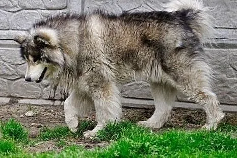 Kropek piękny, długowłosy alaskan malamute ADOPCJA