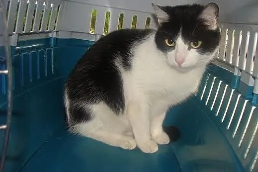 Mela - prawdziwa kocia dama do adopcji, Koty pospolite cała Polska