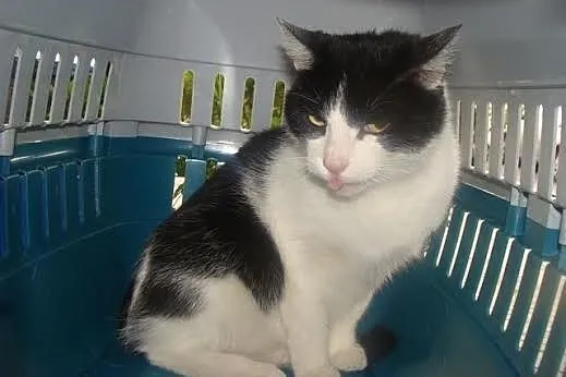 Mela - prawdziwa kocia dama do adopcji,  Koty posp