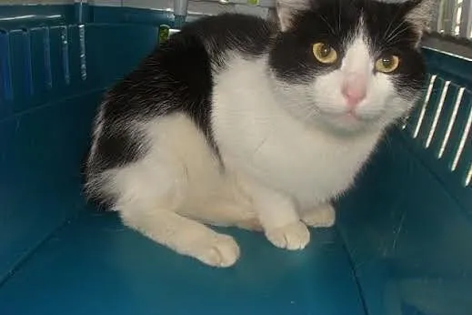 Mela - prawdziwa kocia dama do adopcji,  Koty posp