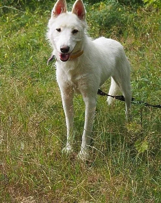 Iga, młoda biała husky do adopcji, śląskie Sosnow