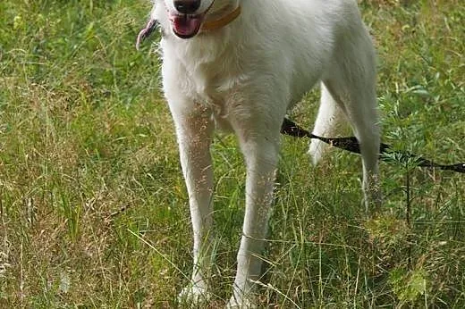 Iga, młoda biała husky do adopcji,  śląskie Sosnow