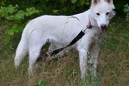 Iga, młoda biała husky do adopcji,  śląskie Sosnow