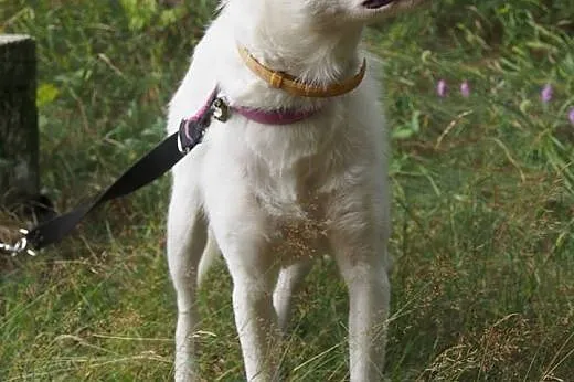 Iga, młoda biała husky do adopcji,  śląskie Sosnow