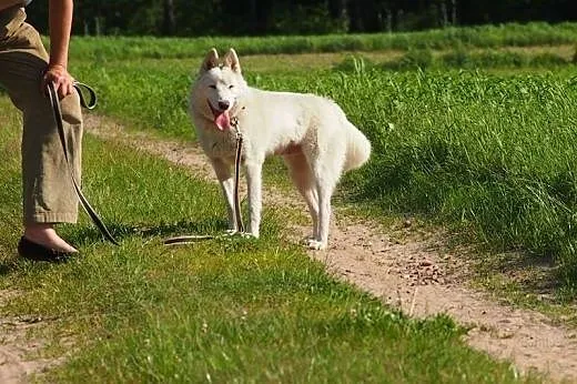 Iga, młoda biała husky do adopcji,  śląskie Sosnow