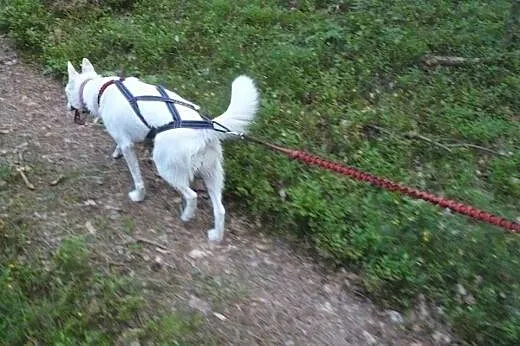 Iga, młoda biała husky do adopcji,  śląskie Sosnow