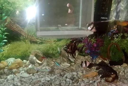 Akwarium aquael 55 litra+rybki, Świętokrzyskie, Czarzyzna