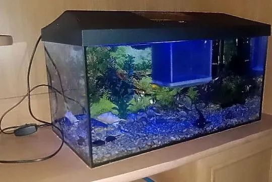 Akwarium aquael 55 litra+rybki, Świętokrzyskie, Czarzyzna