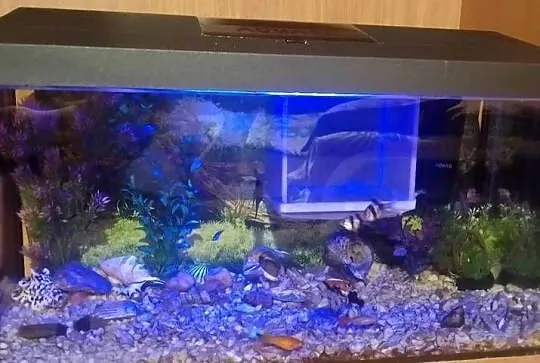 Akwarium aquael 55 litra+rybki, Świętokrzyskie, Czarzyzna