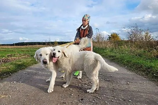 OWCZAREK PODHALAŃSKI, Lubelskie, Łuków
