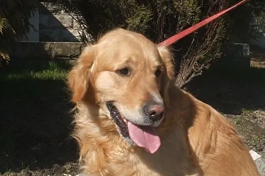 Lemon - golden do adopcji. PILNE,  dolnośląskie Wr