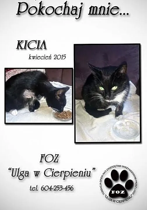 Kicia - zabrzański koci trój-łapek w pilnej potrze