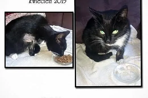 Kicia - zabrzański koci trój-łapek w pilnej potrze