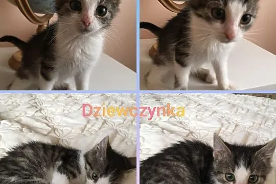 Malutkie kociaki szukają nowych rodzin, Łódź