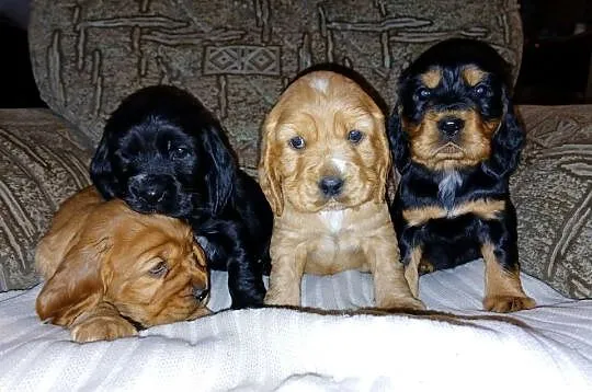 Śliczne Szczenięta Cocker Spaniel Angielski