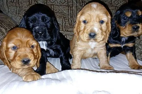 Śliczne Szczenięta Cocker Spaniel Angielski, Łódzkie, Sieradz