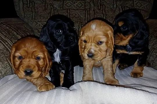 Śliczne Szczenięta Cocker Spaniel Angielski, Łódzkie, Sieradz