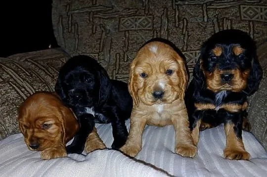 Śliczne Szczenięta Cocker Spaniel Angielski, Łódzkie, Sieradz