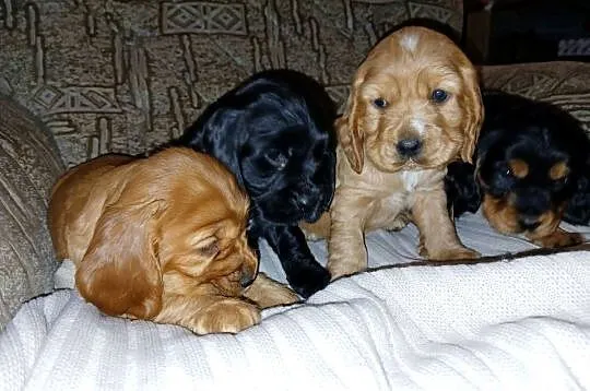 Śliczne Szczenięta Cocker Spaniel Angielski, Łódzkie, Sieradz