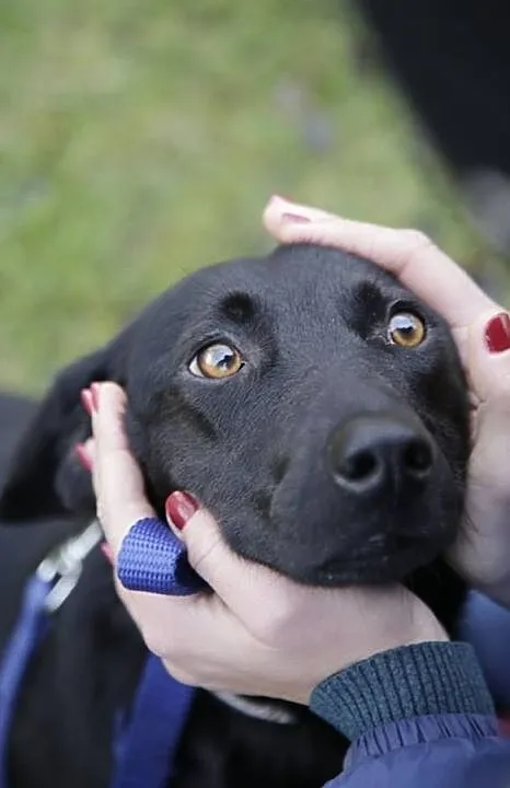 Mały kochany Heban do adopcji!, Mazowieckie, Warszawa