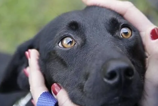 Mały kochany Heban do adopcji!, Mazowieckie, Warszawa