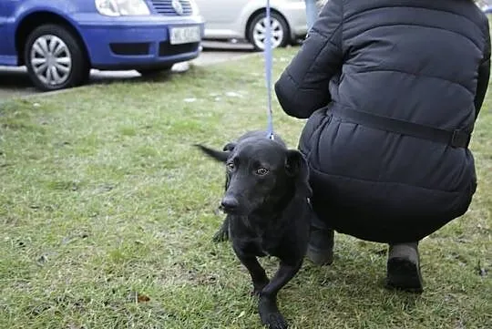 Mały kochany Heban do adopcji!, Mazowieckie, Warszawa