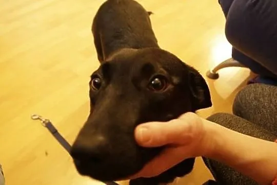 Mały kochany Heban do adopcji!, Mazowieckie, Warszawa
