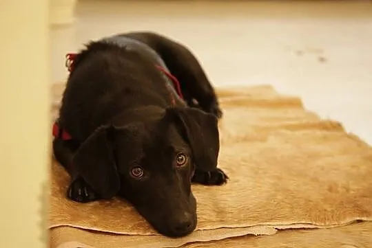 Mały kochany Heban do adopcji!, Mazowieckie, Warszawa